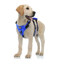 Reflective trim on the dog harness for night walks
