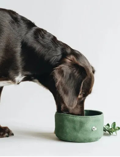 Folding Dog Bowl