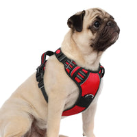 Dog wearing the padded H-strap harness on a walk