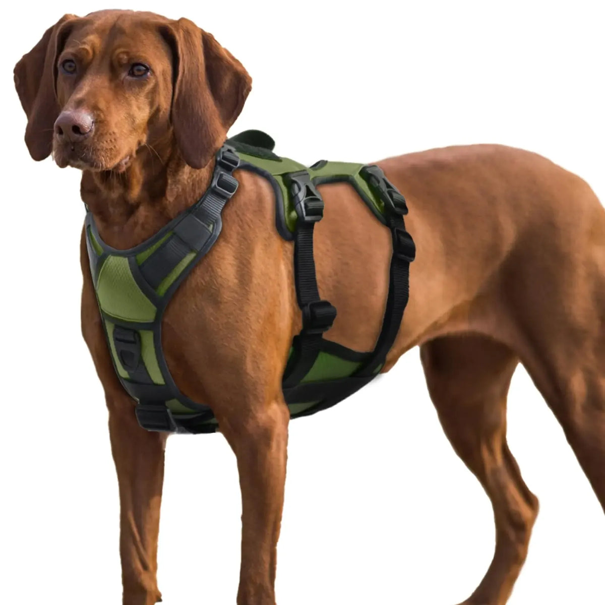Neoprene padding under the harness straps