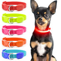 LED Dog Collar
